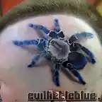 Cobalt_Blue_Spider_by_EvilLittleBlue