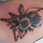 awesome-tarantula