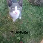 MI gato