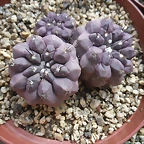 SAM_0375
