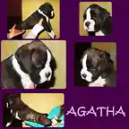 agatha presentacion