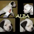 alba presentacion