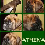 athena presentacion