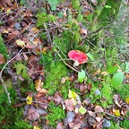 DSCN5781