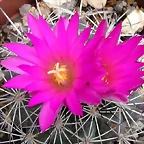 Gymnocactus beneckei