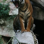 Zoo de Barcelona 20-04-11 841