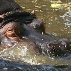 Zoo de Barcelona 20-04-11 352