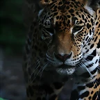 Zoo de Barcelona 20-04-11 793