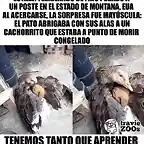 PatocuidandoCachorrito2019