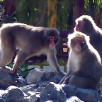 Macaca fuscata 3 (26-9-18 Pairi Daiza)