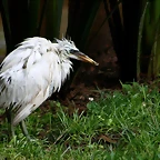 Zoo de Barcelona 09-06-11 i 10-06-11 186