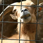 Zoo de Barcelona 09-06-11 i 10-06-11 476