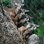 Zoo de Barcelona 09-06-11 i 10-06-11 494