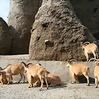 Zoo de Barcelona 09-06-11 i 10-06-11 431
