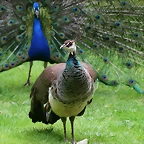 Zoo de Barcelona 09-06-11 i 10-06-11 014