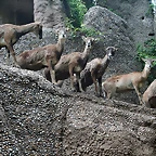 Zoo de Barcelona 09-06-11 i 10-06-11 509