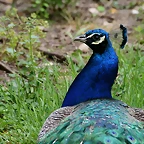 Zoo de Barcelona 09-06-11 i 10-06-11 057