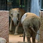 Zoo de Barcelona 09-06-11 i 10-06-11 348