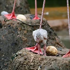 Zoo de Barcelona 09-06-11 i 10-06-11 214
