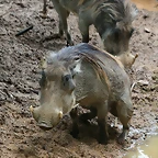 Zoo de Barcelona 09-06-11 i 10-06-11 325