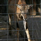 Zoo de Barcelona 09-06-11 i 10-06-11 446
