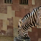 Zoo de Barcelona 09-06-11 i 10-06-11 121