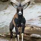 Zoo de Barcelona 09-06-11 i 10-06-11 701