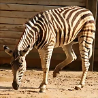 Zoo de Barcelona 09-06-11 i 10-06-11 715
