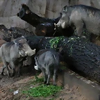 Zoo de Barcelona 09-06-11 i 10-06-11 302