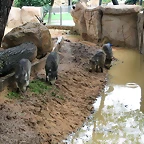 Zoo de Barcelona 09-06-11 i 10-06-11 330