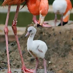 Zoo de Barcelona 09-06-11 i 10-06-11 240