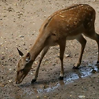 Zoo de Barcelona 09-06-11 i 10-06-11 513