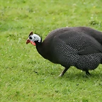 Zoo Hamburgo 17-06-11 301