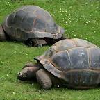 Zoo Hamburgo 17-06-11 283