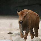 Zoo Hamburgo 17-06-11 517