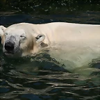 Zoo Hannover 18-06-11 1154