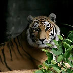 Zoo Hamburgo 17-06-11 331