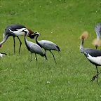 Zoo Hamburgo 17-06-11 245