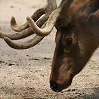Zoo Hamburgo 17-06-11 364