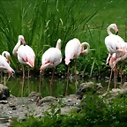 Zoo Hamburgo 17-06-11 543