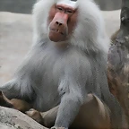 Zoo Hamburgo 17-06-11 640