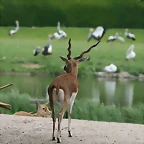Zoo Hamburgo 17-06-11 721