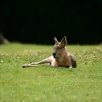 Zoo Hamburgo 17-06-11 324