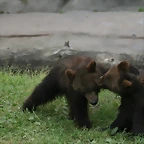 Zoo Hamburgo 17-06-11 933