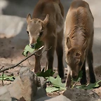Zoo Hamburgo 17-06-11 1101