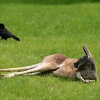 Zoo Hamburgo 17-06-11 1195
