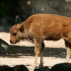 Zoo Hamburgo 17-06-11 454