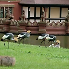 Zoo Hamburgo 17-06-11 478