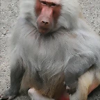 Zoo Hamburgo 17-06-11 642