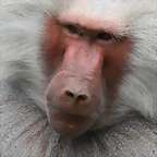 Zoo Hamburgo 17-06-11 643